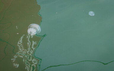 White jellyfish in the Black Sea, Batumi, Georgia.