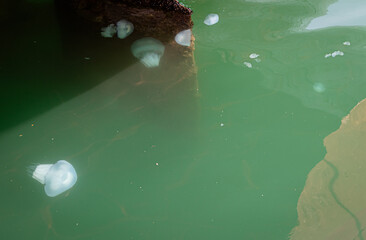 White jellyfish in the Black Sea, Batumi, Georgia.