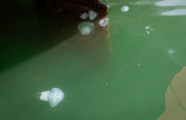 White jellyfish in the Black Sea, Batumi, Georgia.