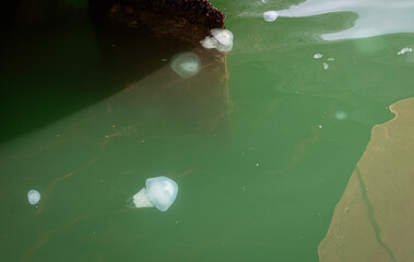 White jellyfish in the Black Sea, Batumi, Georgia.