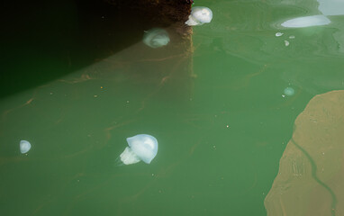 White jellyfish in the Black Sea, Batumi, Georgia.