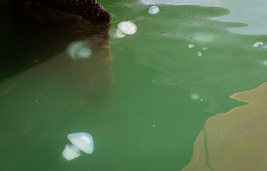 White jellyfish in the Black Sea, Batumi, Georgia.