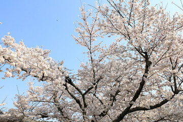 京都・哲学の道の桜
