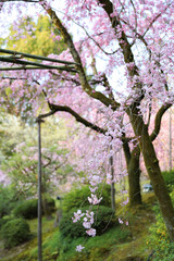 京都・平安神宮の桜