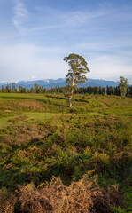 Fresh green plateau in front of hill under sky.