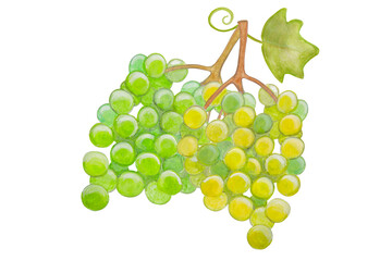 Green grapes painted in watercolor isolated on a white background.