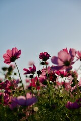 咲き乱れるコスモス