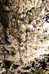 京都・東寺の桜