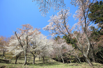 Fototapeta premium 吉野山の桜