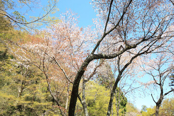 Obraz premium 吉野山の桜