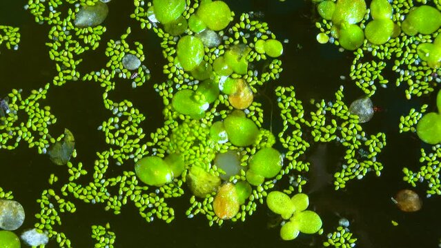 Spotless watermeal, rootless duckweed (Wolffia arrhiza) and duckweed (Lemna turionifera) in a stagnant freshwater pond