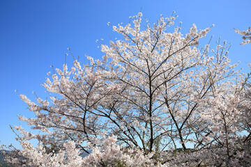 Naklejka premium 吉野山の桜