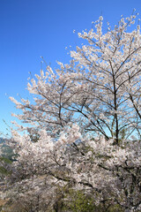 Fototapeta premium 吉野山の桜