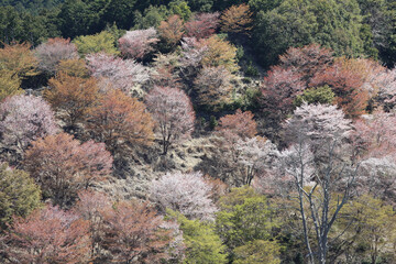 吉野山の一目千本桜