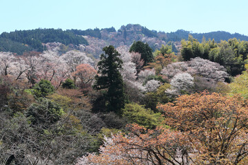 Fototapeta na wymiar 吉野山の一目千本桜