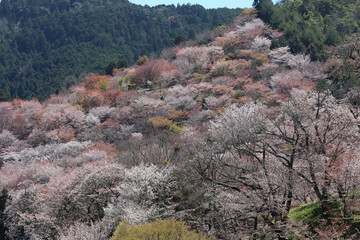 吉野山の一目千本桜