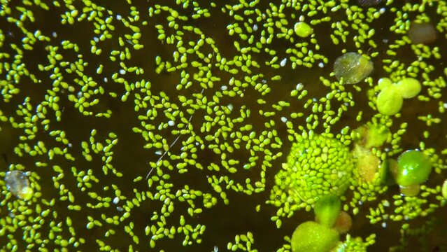 Spotless watermeal, rootless duckweed (Wolffia arrhiza) and duckweed (Lemna turionifera) in a stagnant freshwater pond