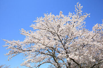 吉野山の桜