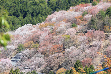 吉野山の桜