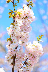 吉野山の桜