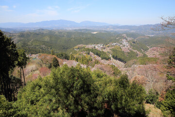 奈良県・吉野山の桜
