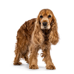 Handsome brown senior Cocker Spaniel dog, standing a bit side ways. Looking towards camera. Isolated on a white background.
