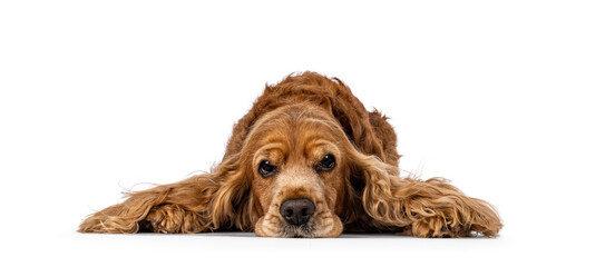 Handsome brown senior Cocker Spaniel dog, laying down facing front. Head down. Looking towards camera with funny annoyed look. Isolated on a white background. - obrazy, fototapety, plakaty