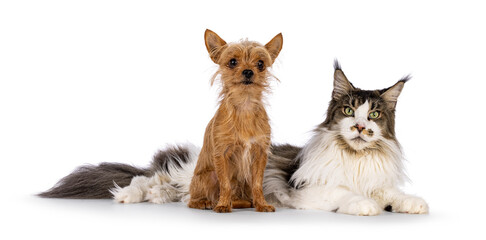 Tiny Chiwawa dog sitting in front of Laying down big Maine Coon cat. Both looking towards camera. isolated on a white background.
