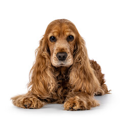 Handsome brown senior Cocker Spaniel dog, laying down facing front. Head up. Looking towards...