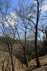 Fototapeta premium 吉野山の登山道