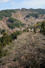 奈良県・吉野山の桜