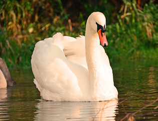 swan in the pond