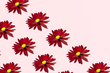 Fresh deep red garden flowers, creative floral pattern on a candy pink background. 