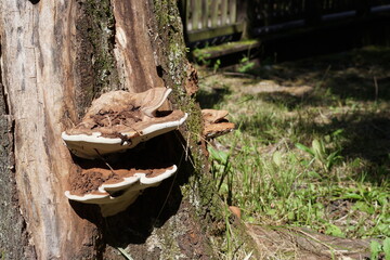 コフキサルノコシカケ