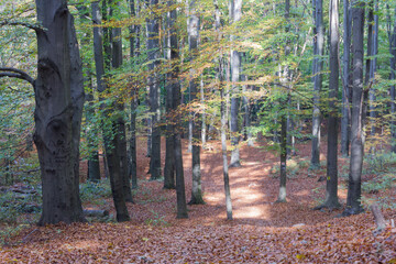 Jesienny las i złote liście