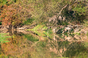 Natural landscape on the Rhine
