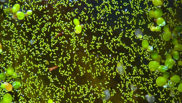 Spotless watermeal, rootless duckweed (Wolffia arrhiza) and duckweed (Lemna turionifera) in a stagnant freshwater pond