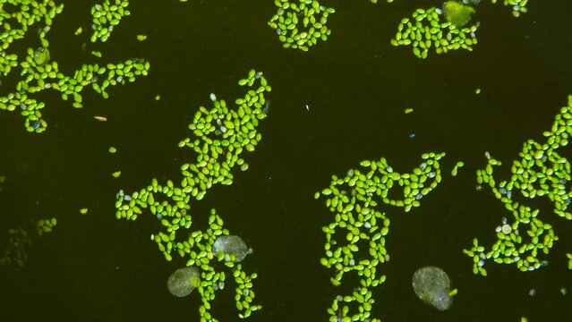 Spotless watermeal, rootless duckweed (Wolffia arrhiza) and duckweed (Lemna turionifera) in a stagnant freshwater pond
