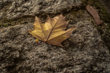 jesienny liść klonu na kamieniu lub bruku ulicy w mieście