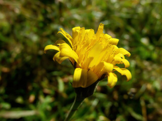 Fototapeta premium Nice looking yellow plant in the woods.