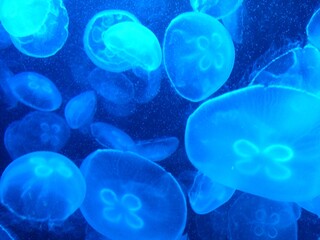 jellyfish in blue water