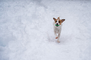 Jack Russell Terrier dog playing ball in the snow. 