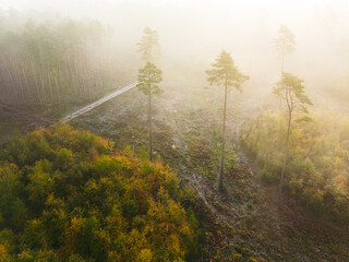 tajemniczy las we mgle widziany z góry lub bory iglaste jesienią