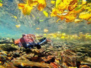 Fototapeta na wymiar Lake Kussharo, Hokkaido Underwater photography of kokanee salmon in autumn