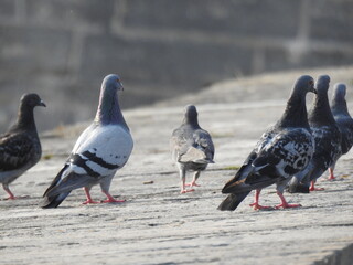 A close-up view of several pigeons walking on a sloping concrete wall
