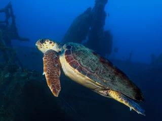 Foto op Canvas Groene zeeschildpad uit Cyprus © Sakis Lazarides