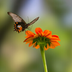 One butterfly is perching on the petals of orange flower. Nature and wildlife concept.