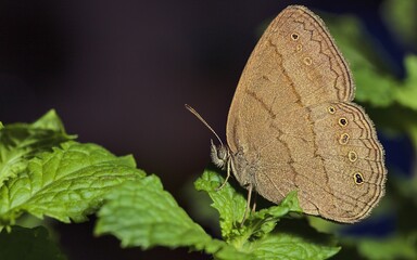 Macro shot of a brown hermes satyr butterfly on a plant - obrazy, fototapety, plakaty