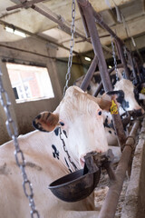 portrait of white holshtain cow resting  at farm. dairy industry