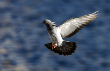 pigeon flying over water